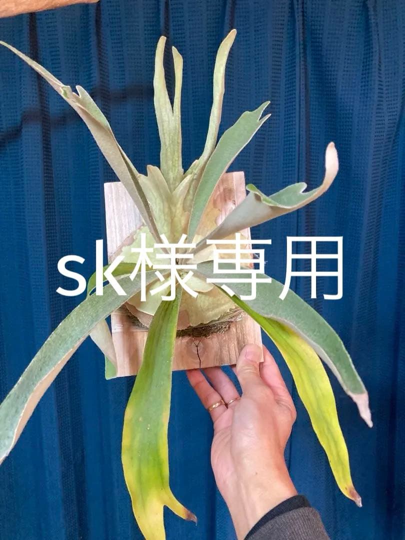 ビカクシダveitchii Auburn  ARS( mvs)