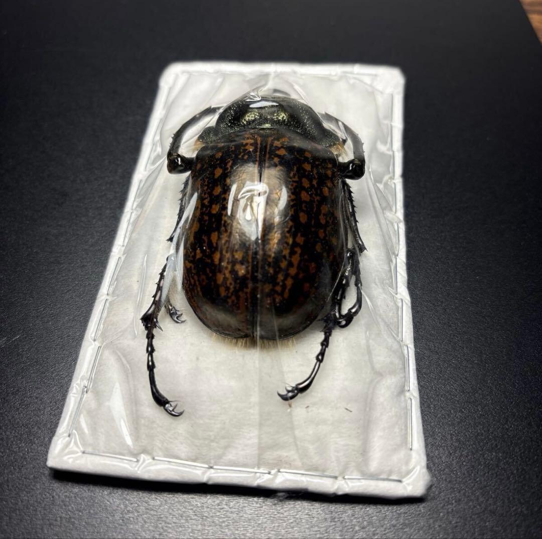 標本68.5mm ゲストロイテナガコガネ Cheirotonus gestroi