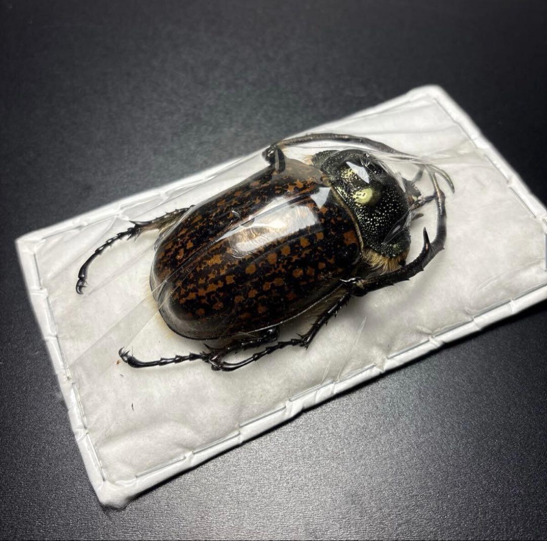 標本68.5mm ゲストロイテナガコガネ Cheirotonus gestroi