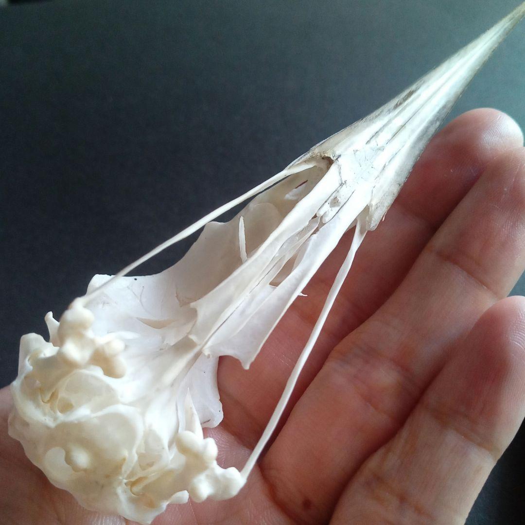 アオサギ　鷺　頭部　頭骨　スカル　極美麗標本