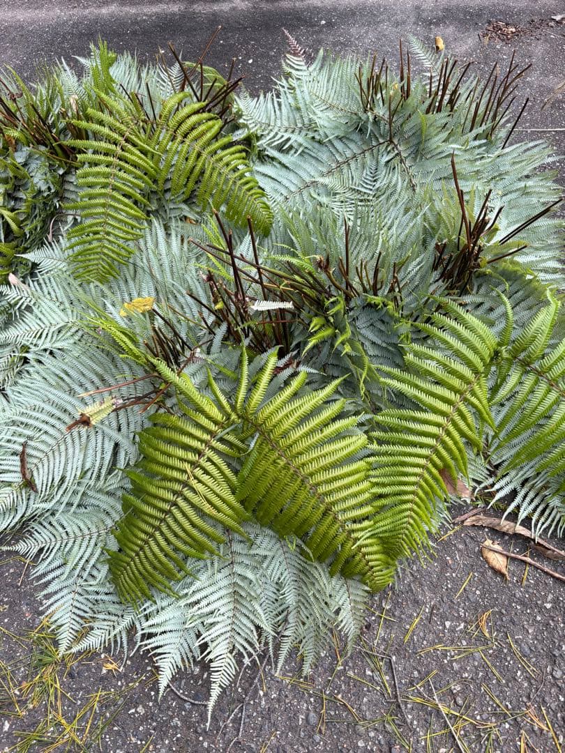 ウラジロ　450枚　裏白　ウラジロしだ