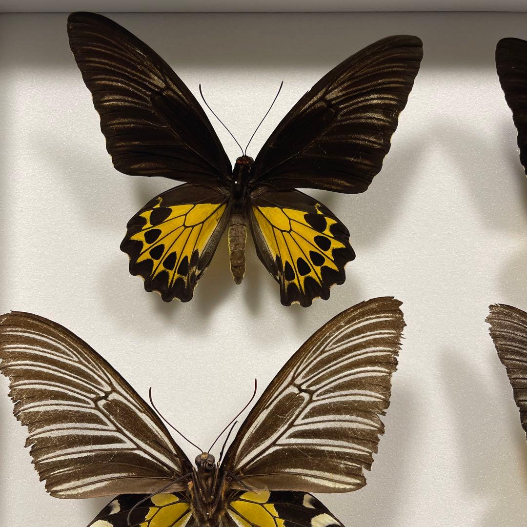 キシタアゲハ　11頭