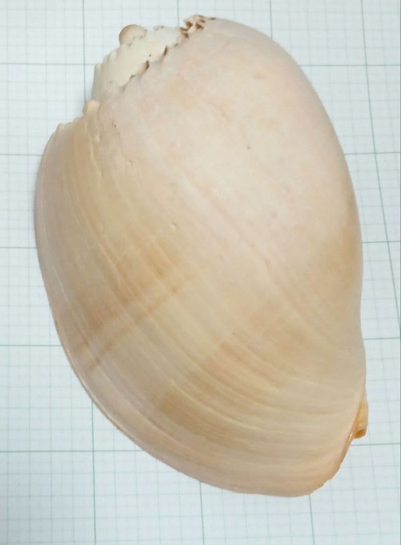 貝殻標本　ヤシガイ