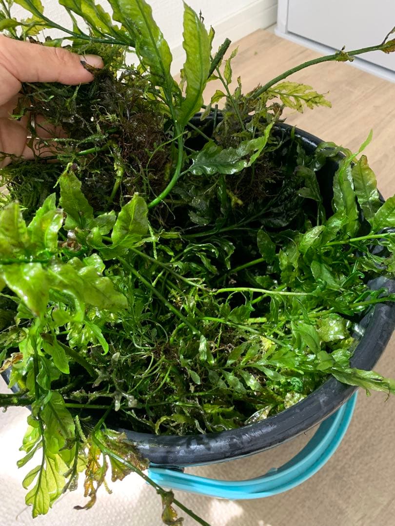 ボルビティスヒュディロティ山盛りセット