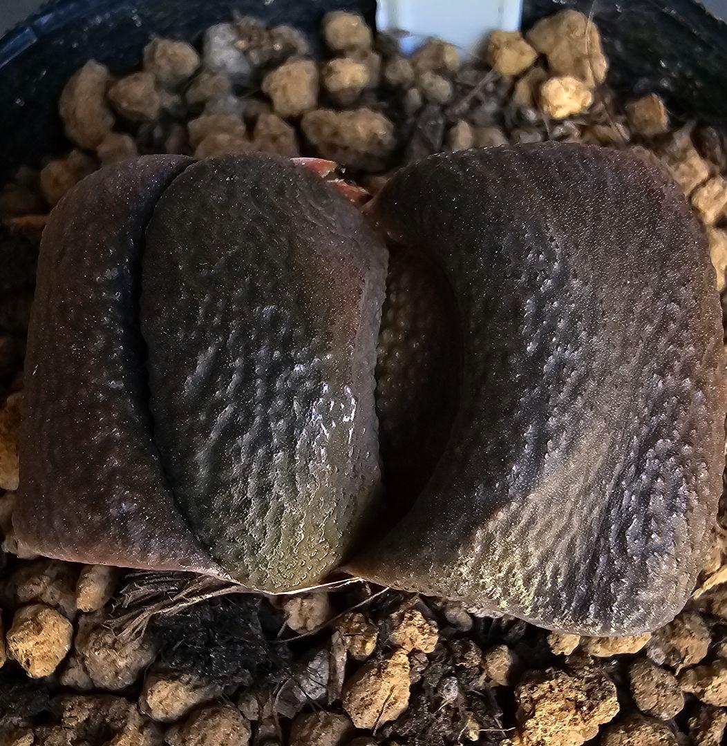 メルカリ便発送&ロウルサンコさんラベル付き☆ガステリア 臥牛十兵衛