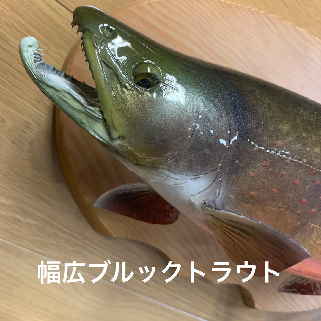 剥製　幅広ブルックトラウト三口シャクレ雄40センチ位 エフクラフト