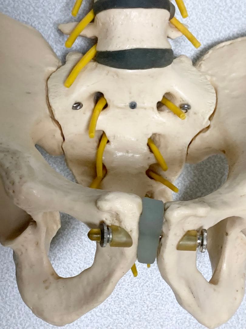 人体脊椎模型 可動式 約85cmカイロプラクティック 全健会 コタロウ ドイツ製