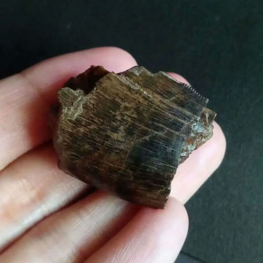 恐竜　歯化石　北米大陸獣脚類　ティラノサウルス　T-REX　Montana