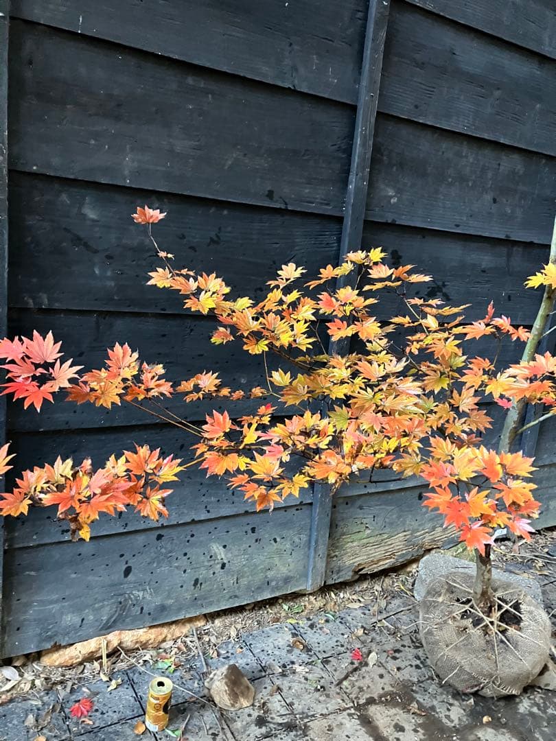 5 コハウチワカエデ