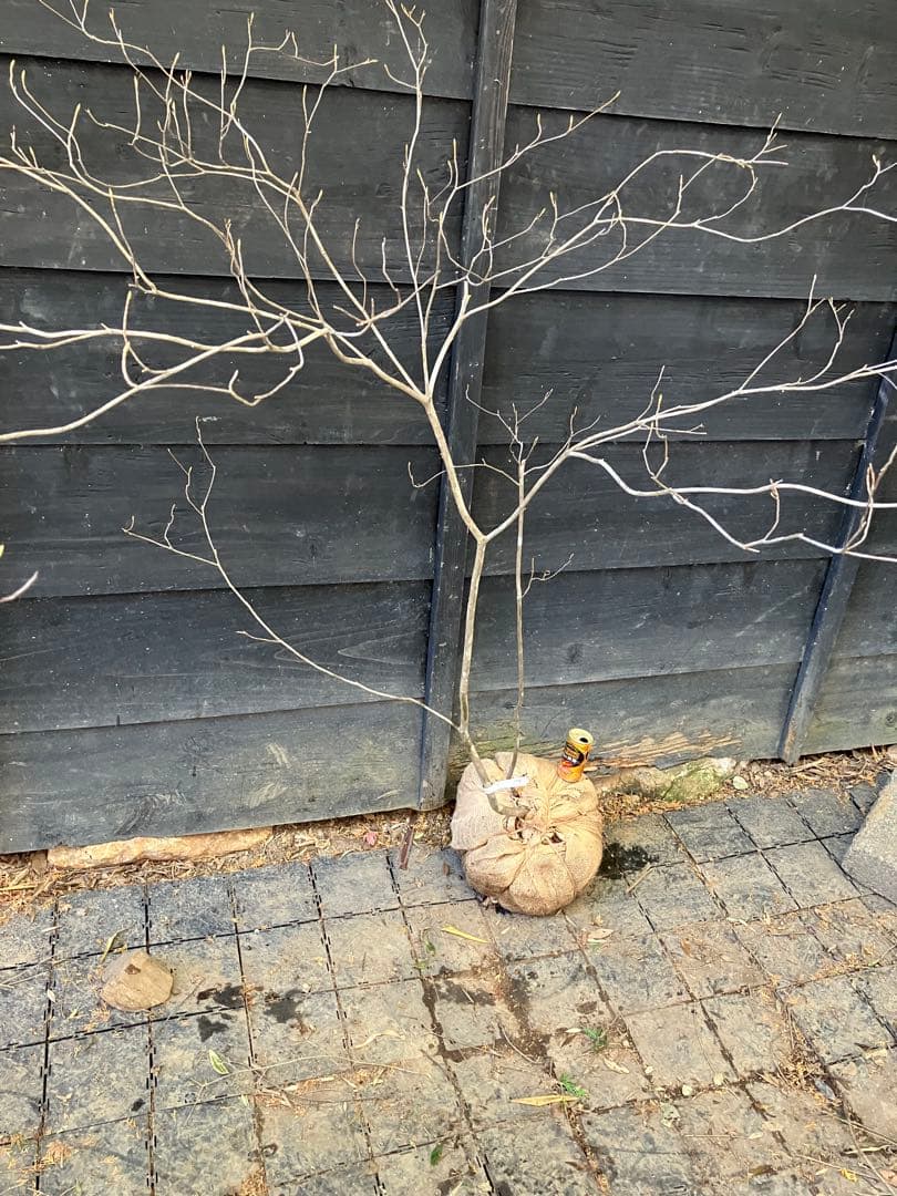 Poppopo　71 山採り　ミツバツツジ