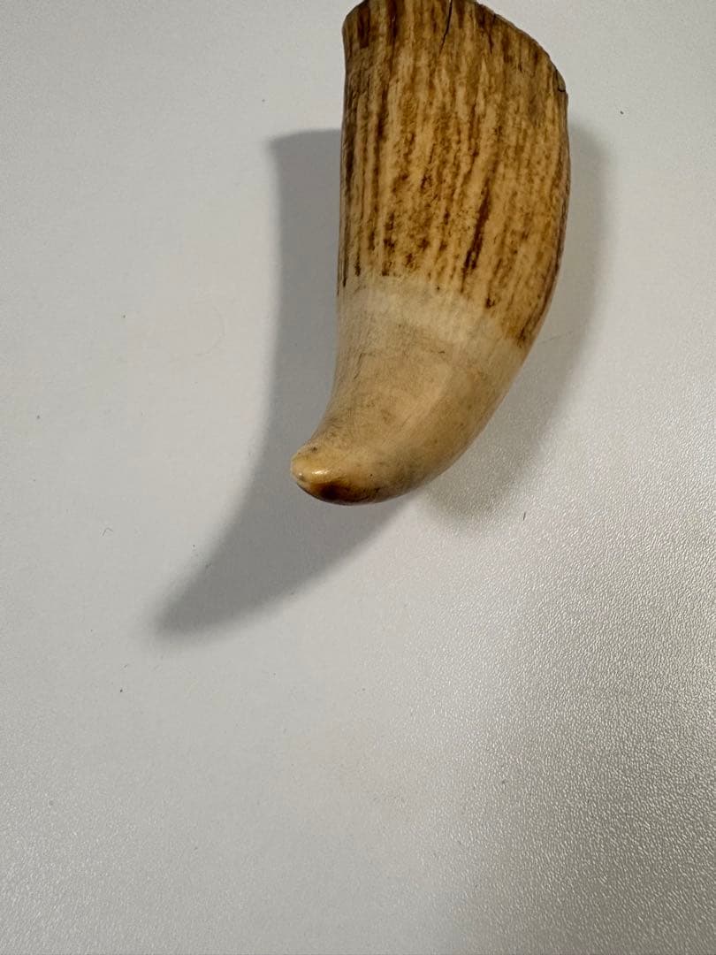 【⭐️希少⭐️】鯨の歯 マッコウクジラ 重量約259.5g