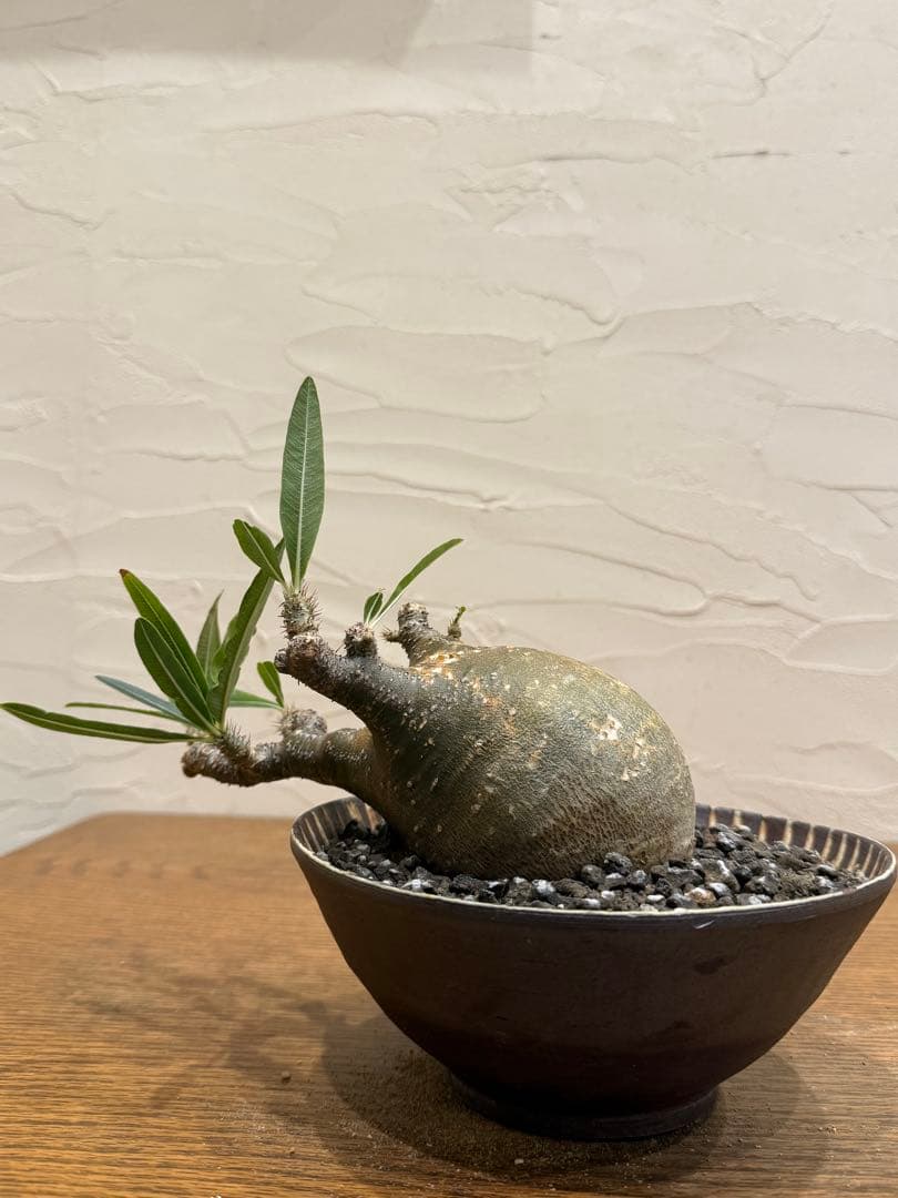 グラキリス【丸株】【発根済】【小石原焼陶器鉢】