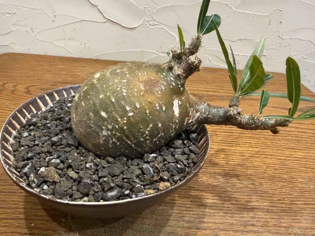 グラキリス【丸株】【発根済】【小石原焼陶器鉢】