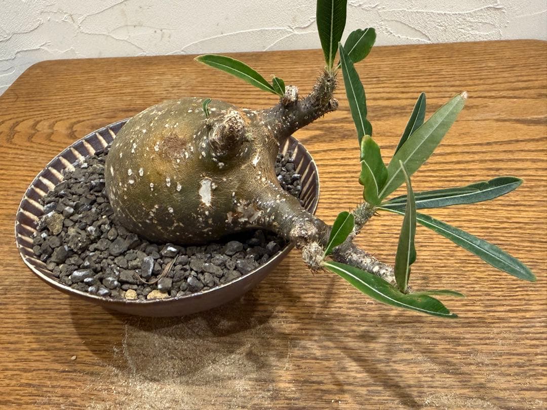 グラキリス【丸株】【発根済】【小石原焼陶器鉢】