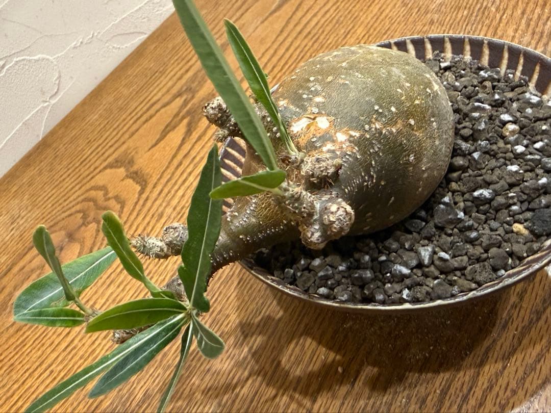 グラキリス【丸株】【発根済】【小石原焼陶器鉢】