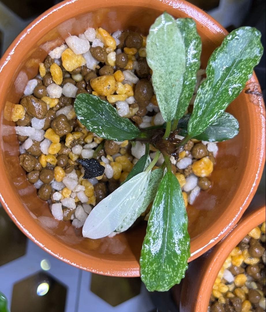 ブセファランドラspモトレイアーナバリエガーター