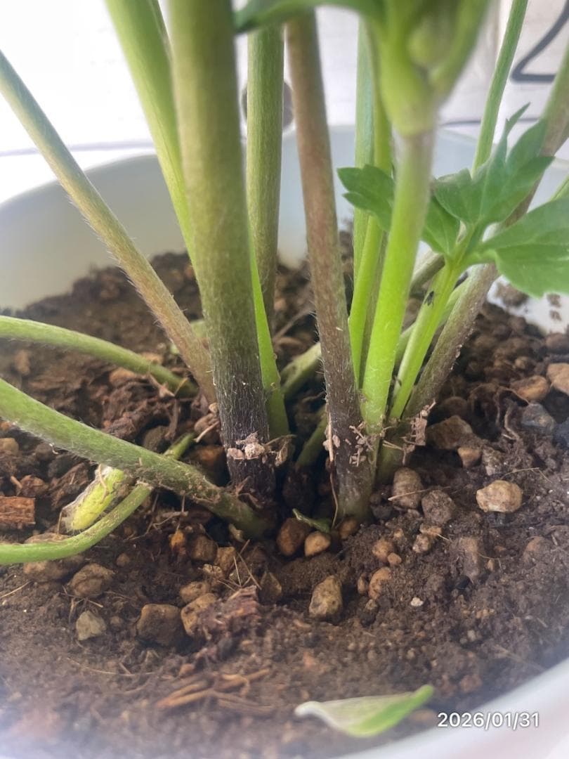 NEO　　ラナンキュラス ラックス 　6鉢