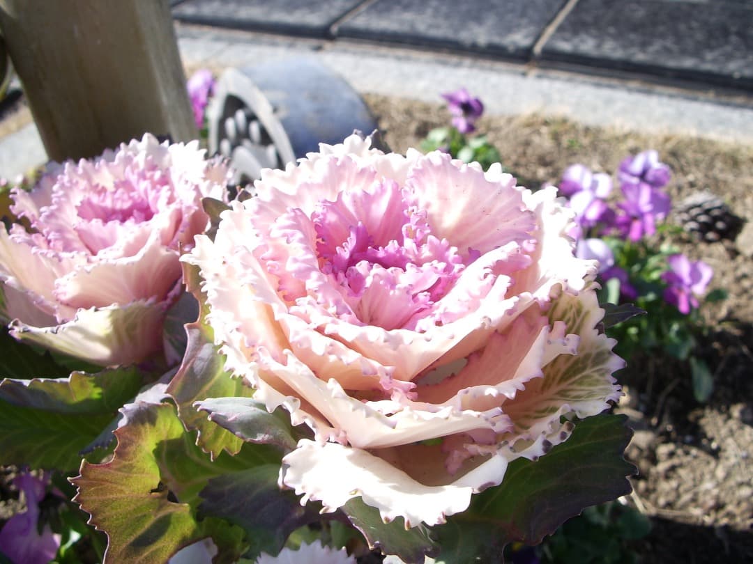 乾電池式/実写美⭕️【動作確認済】　PENTAX Optio S55