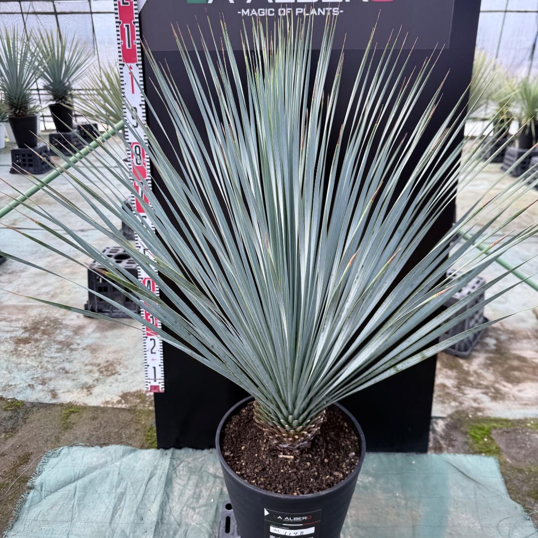 【AL1148】ユッカ　ロストラータ　ランチョブルー　数量限定