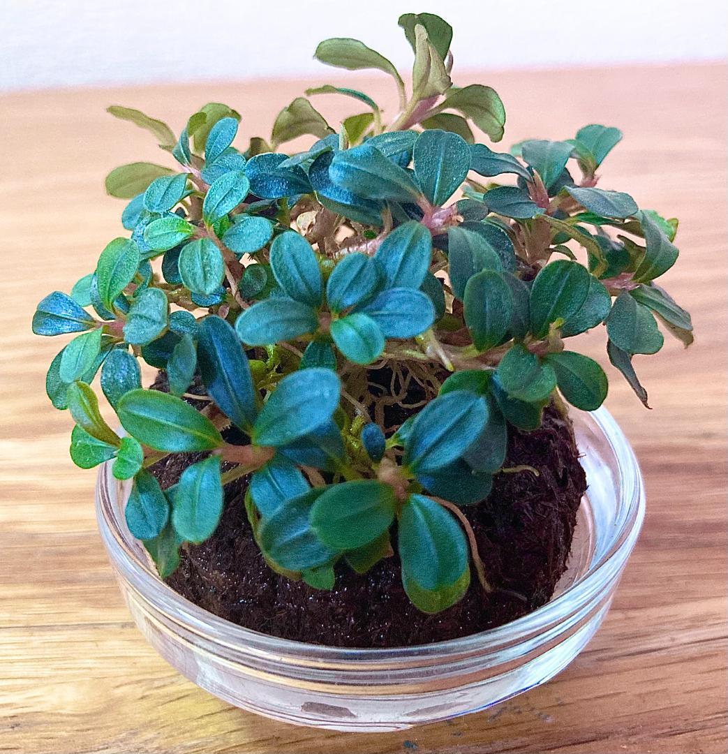 【ルージュ】Bucephalandra sp. Mini Phantom