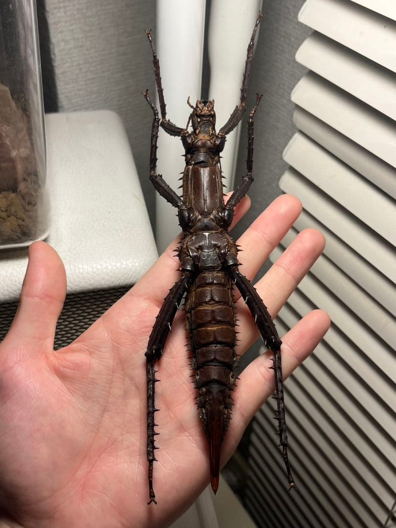 【特大♀】トゲアシフトナナフシオバケフトナナフシコノハムシカマキリバッタ直翅類