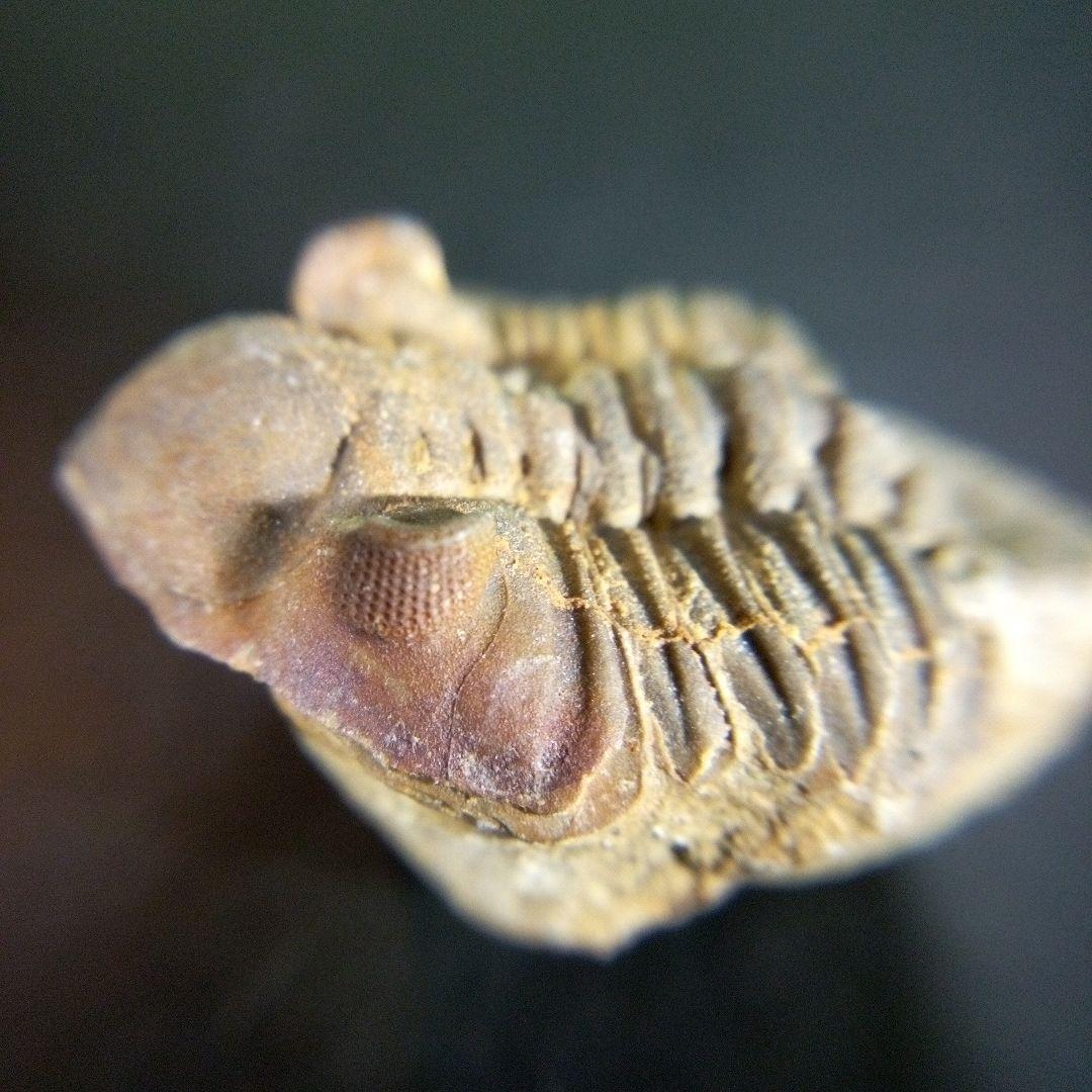 三葉虫　化石　fossil　ボリビア産　trilobite　海生動物個体④