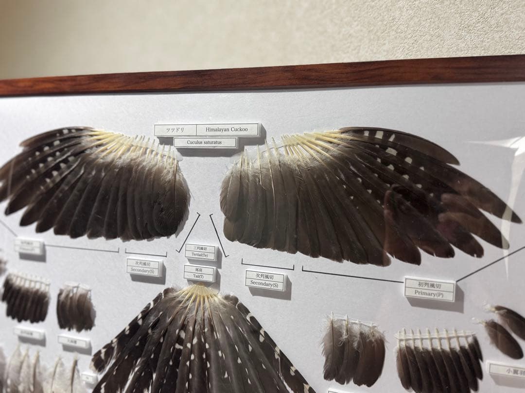 ツツドリの羽標本　野鳥 鳥 羽