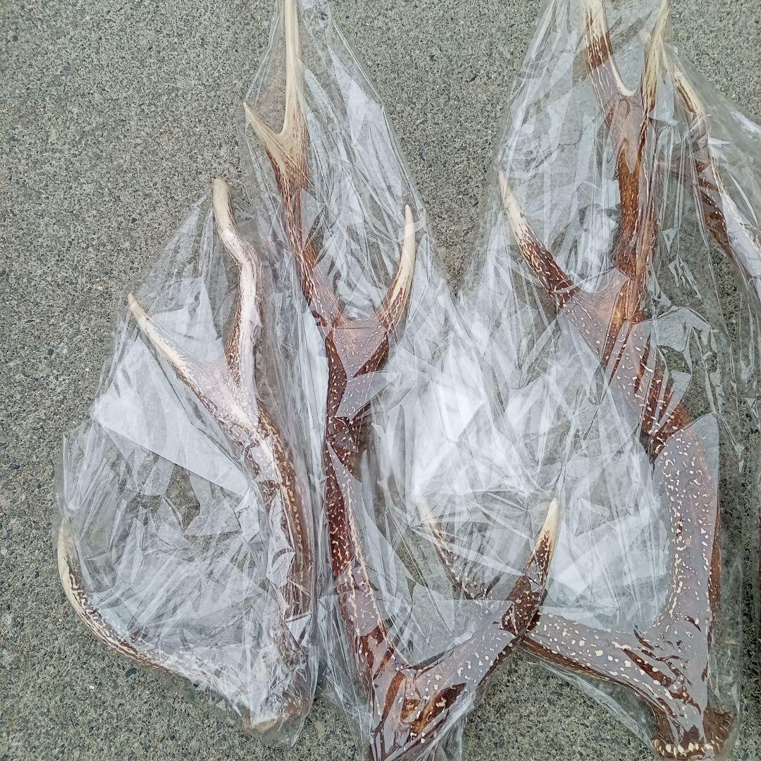 鹿の角 5本セット