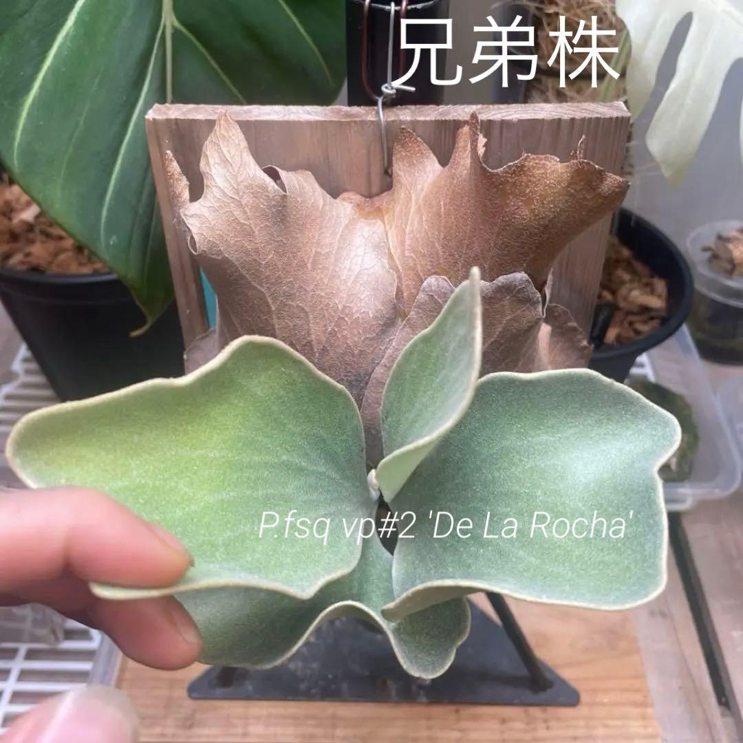 P.fsq De La Rocha デラロッチャ　pup