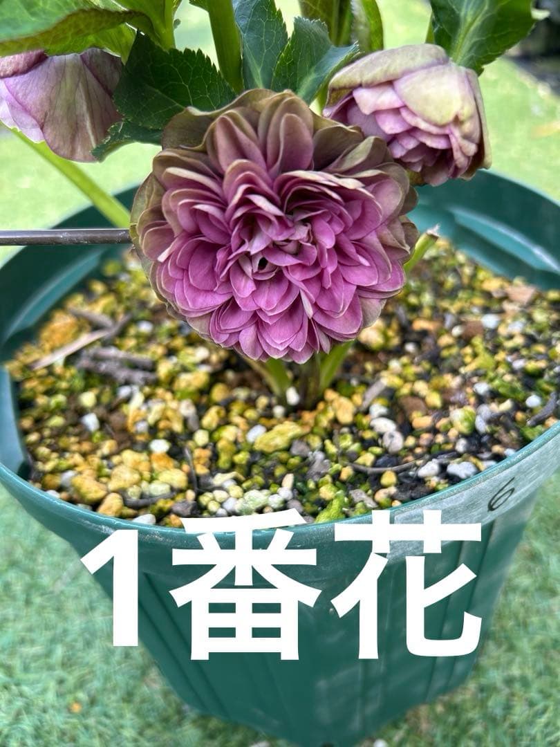 m*i様 多弁クリスマスローズ　株分苗