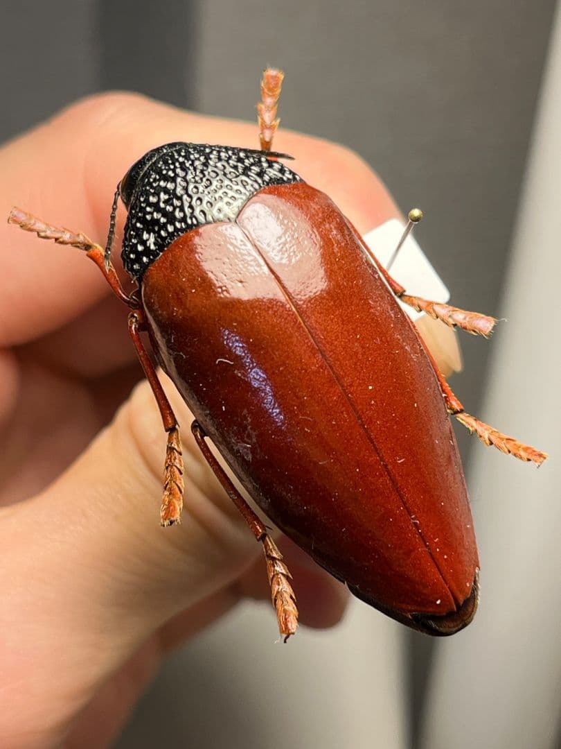 【49mm】チャイロフトタマムシ フトタマムシ スハンダエ プラチナコガネ 標本