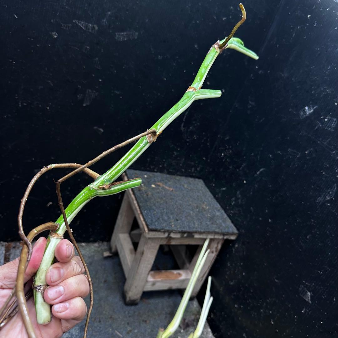 雨*♪様 斑入りモンステラホワイトタイガー大茎5株おまとめ