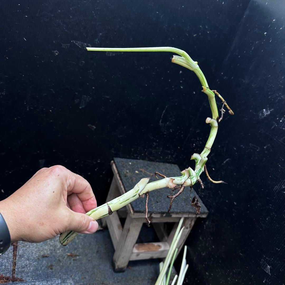 雨*♪様 斑入りモンステラホワイトタイガー大茎5株おまとめ