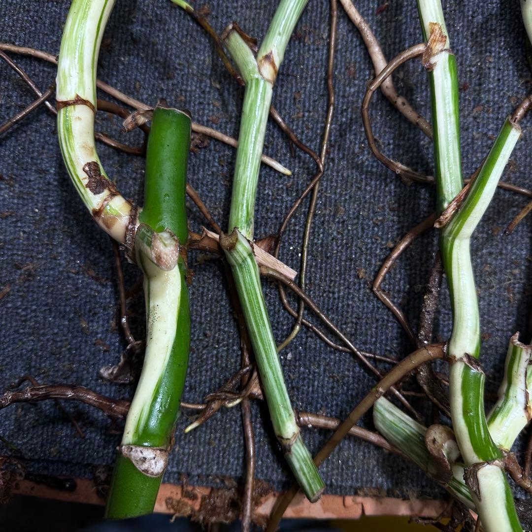 雨*♪様 斑入りモンステラホワイトタイガー大茎5株おまとめ