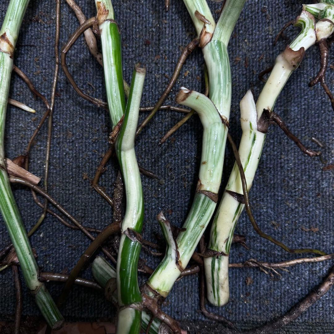 雨*♪様 斑入りモンステラホワイトタイガー大茎5株おまとめ