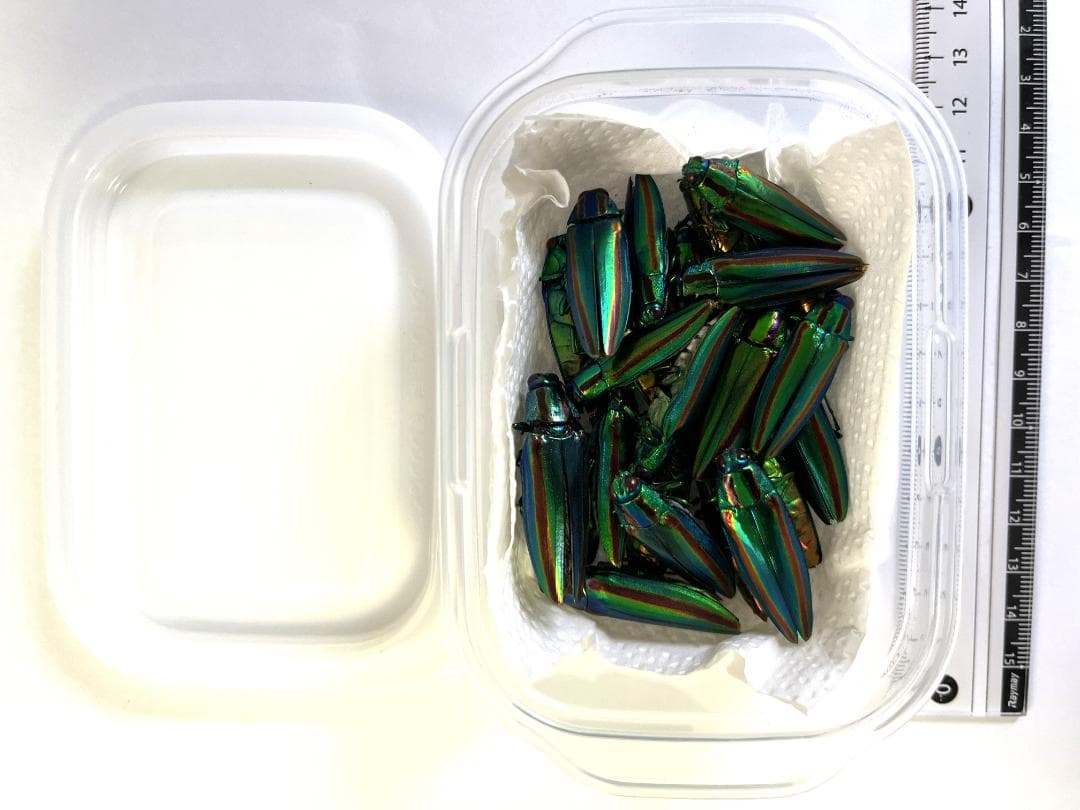 ヤマトタマムシ　森の宝石　個体23匹