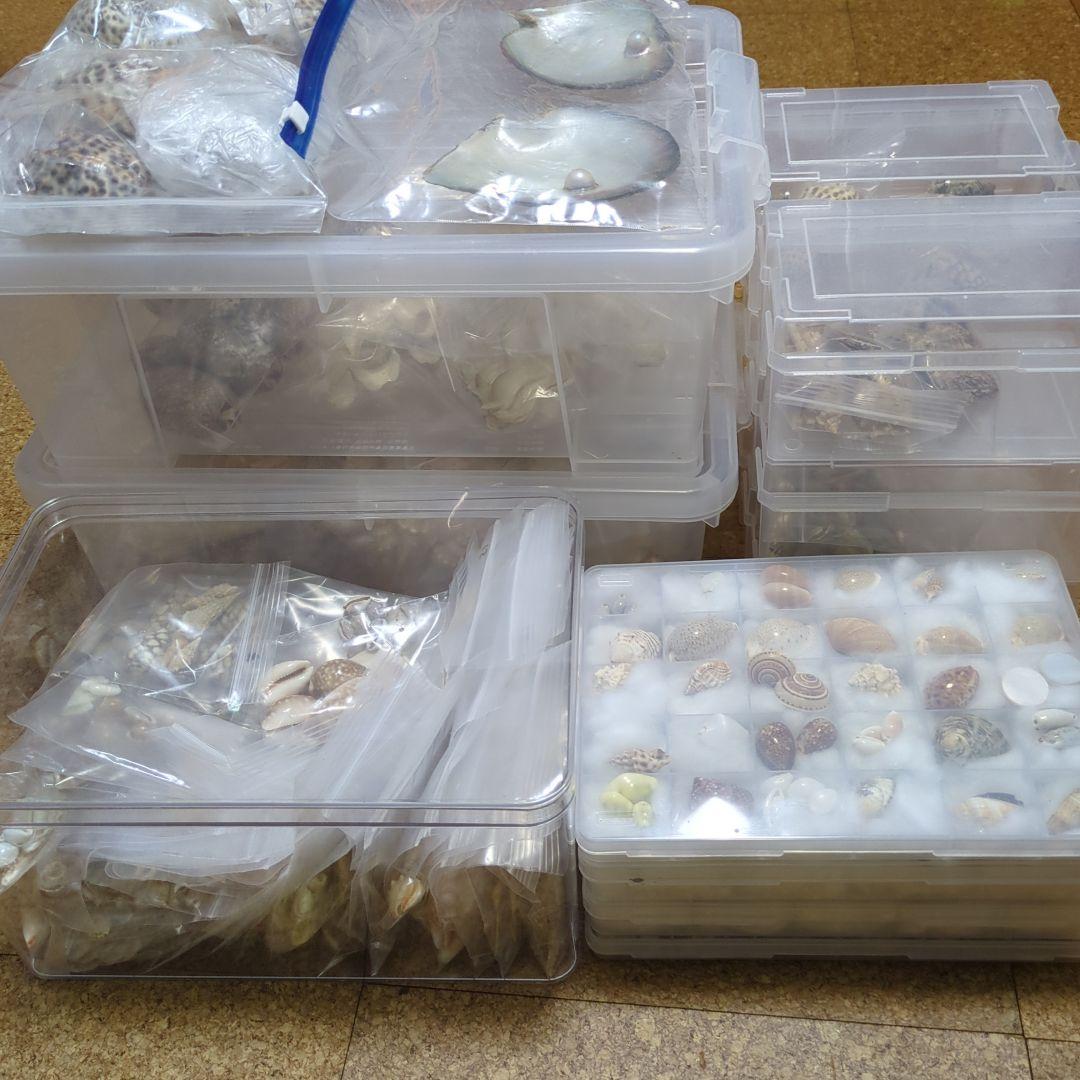 下*田様 貝殻　まとめ売り　（タカラ貝等々…）　標本