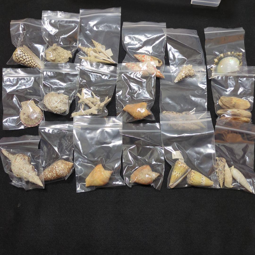 下*田様 貝殻　まとめ売り　（タカラ貝等々…）　標本