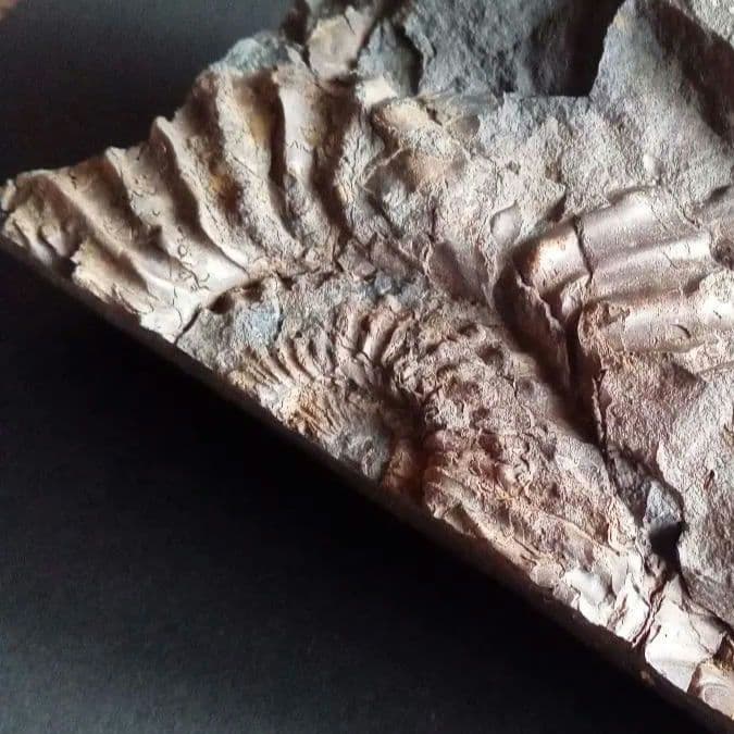 九州産　アンモナイト　プロテキサナイテス　超特大　希少　博物館展示級