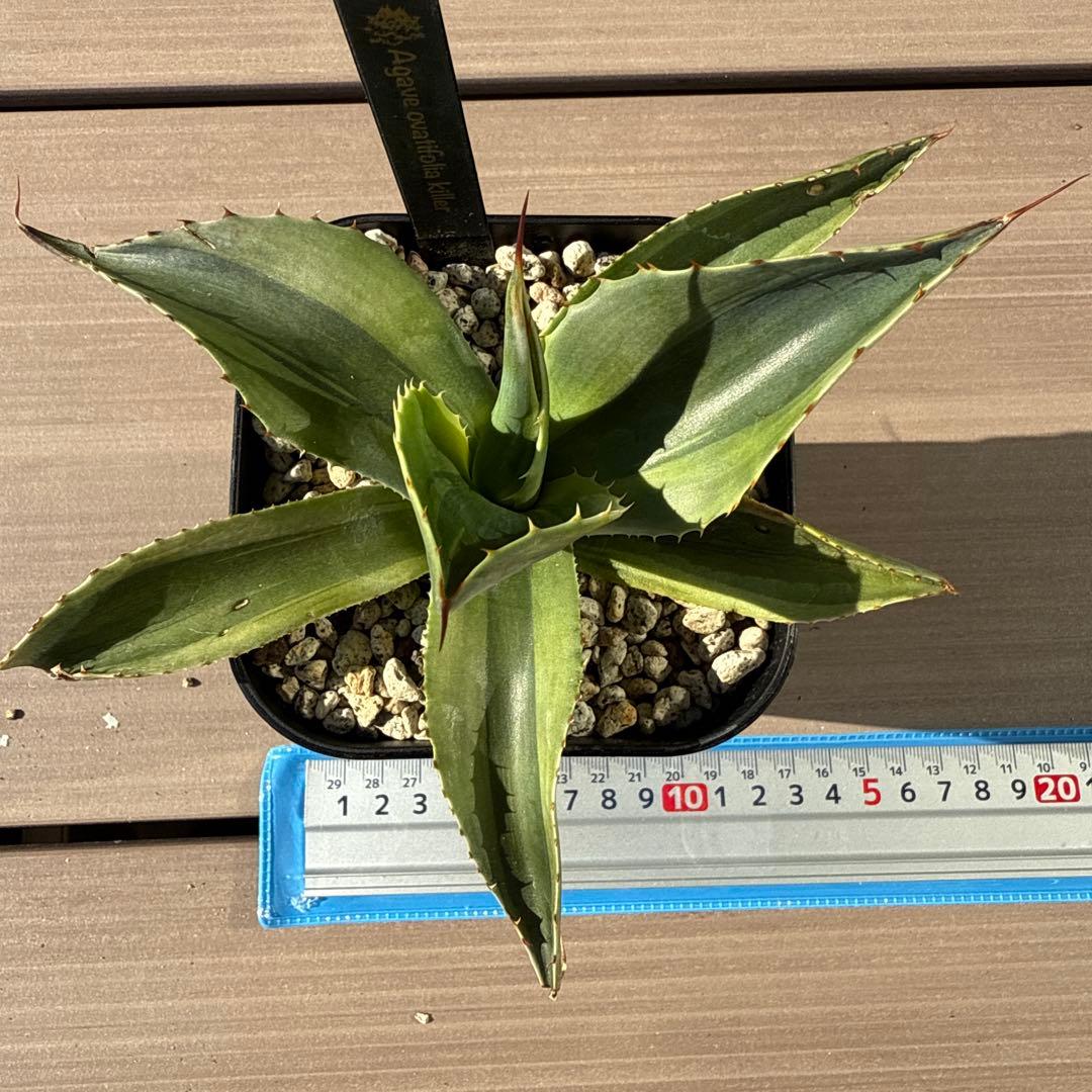 よ*ん様 アガベ　オバティフォリア　キラー