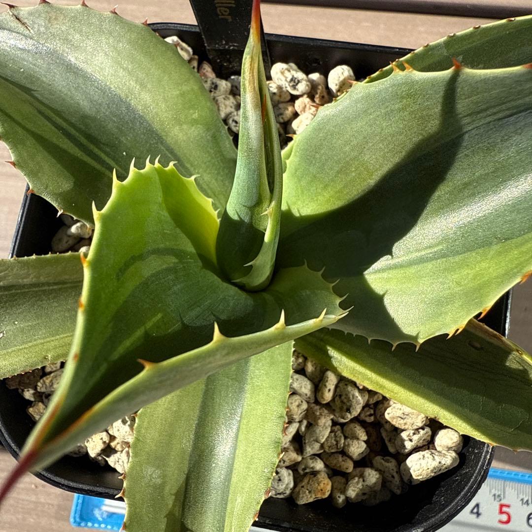 よ*ん様 アガベ　オバティフォリア　キラー