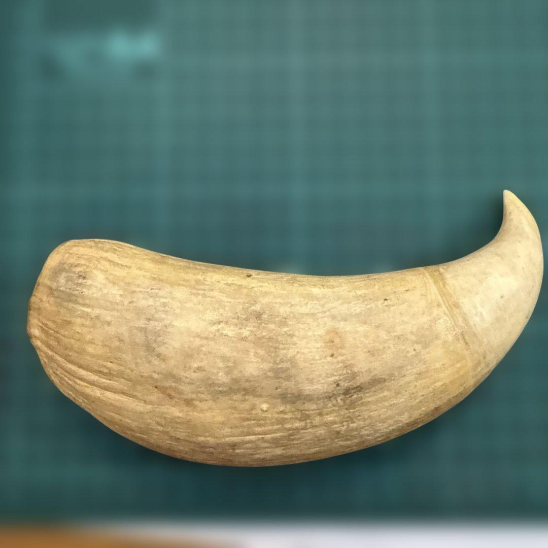 クジラの歯