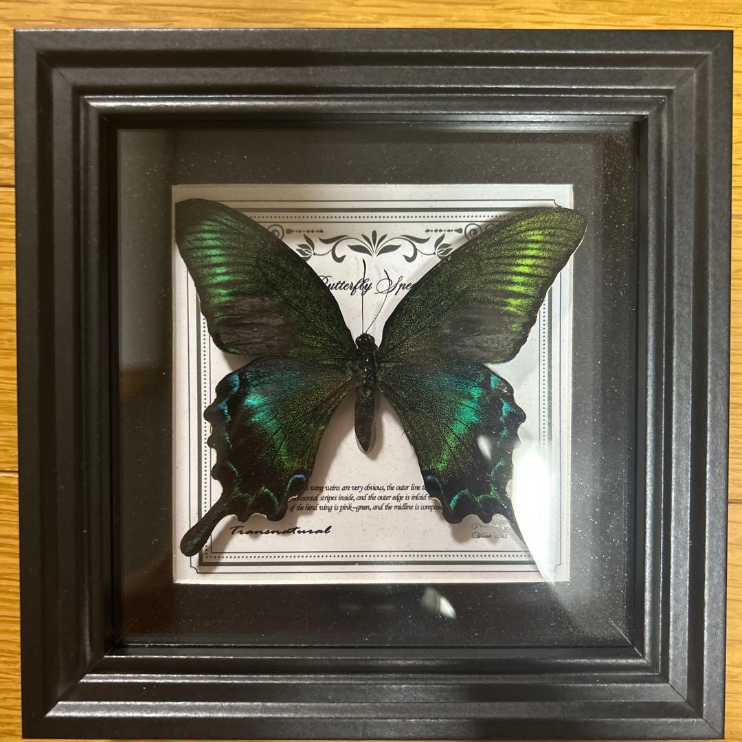 青緑色の蝶の標本 黒フレーム付き