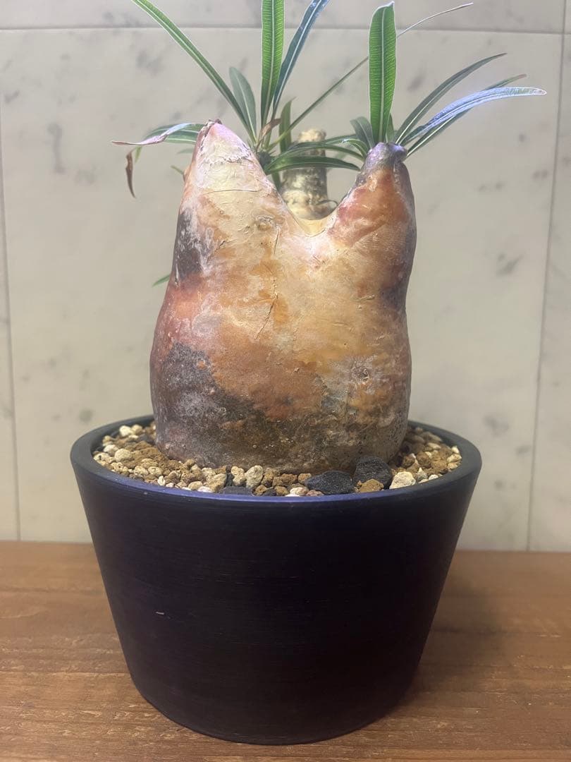 パキポディウム グラキリス