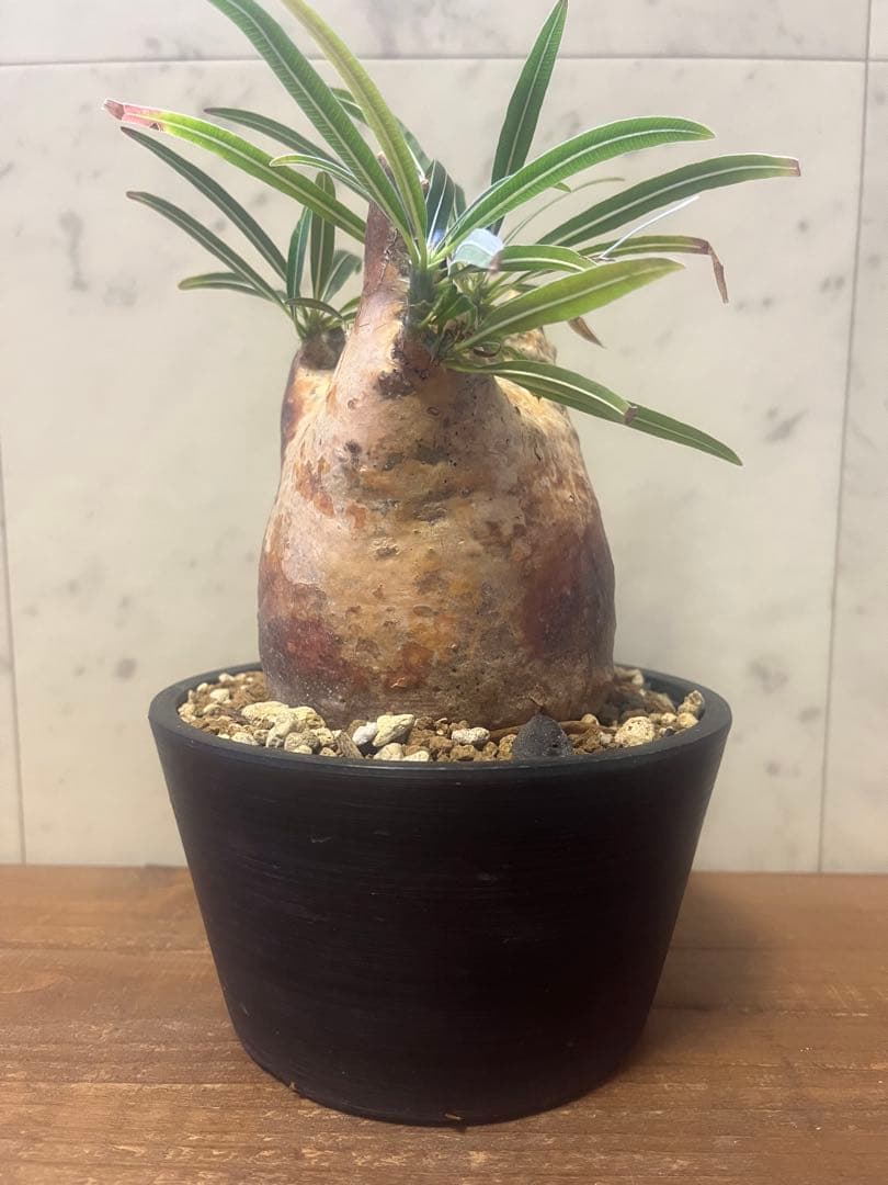 パキポディウム グラキリス