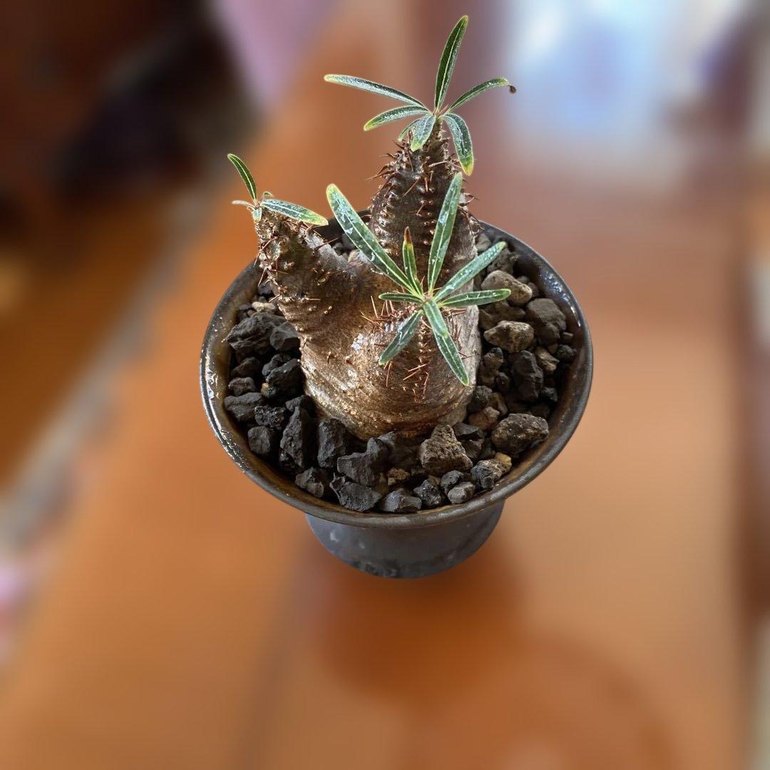 user_765aa874！希少 グラキリス多頭 発根確認済 現地球