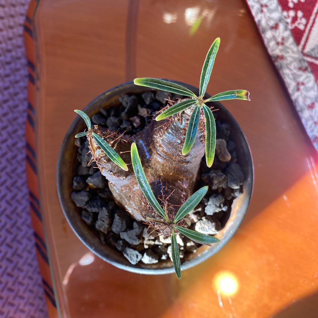 user_765aa874！希少 グラキリス多頭 発根確認済 現地球