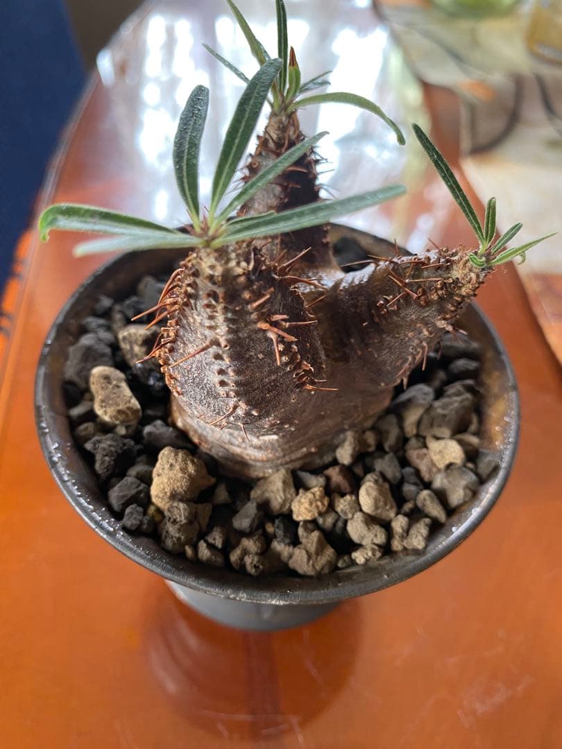 user_765aa874！希少 グラキリス多頭 発根確認済 現地球