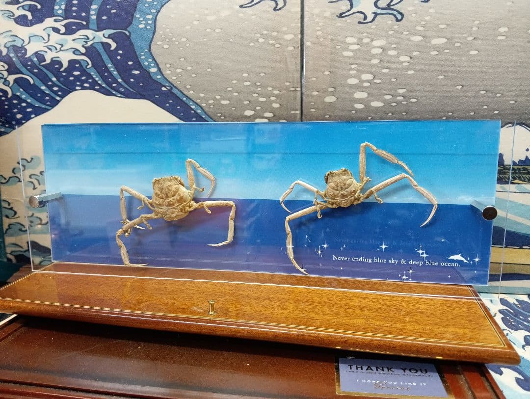 平家怨霊サムライ人面蟹稀少レアリアル立体リアル標本横幅３０Ｘ縦１０センチ置物