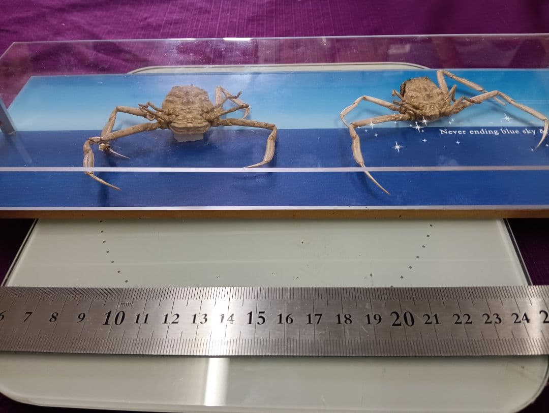 平家怨霊サムライ人面蟹稀少レアリアル立体リアル標本横幅３０Ｘ縦１０センチ置物